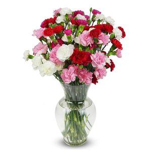 20 Stem Rainbow Mini Carnations, With Vase (Fresh Cut Flowers)
